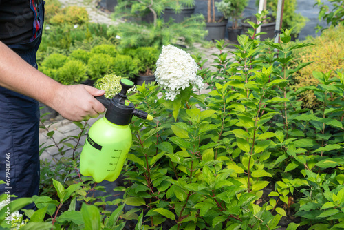 Gardener spraying hydrangeas with water or insecticides and fungicides from pests of mildew, oidium and others, taking care of new plants. photo