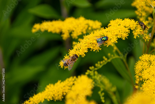 Close-up of a honey bee and a gold fly