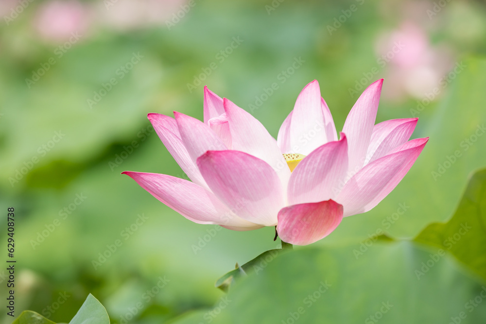 I found a bright pink lotus flower in full bloom in a pond. Nelumbo nucifera I found a bright pink lotus flower in full bloom in a pond. Nelumbo nucifera