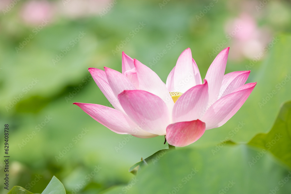 I found a bright pink lotus flower in full bloom in a pond. Nelumbo nucifera