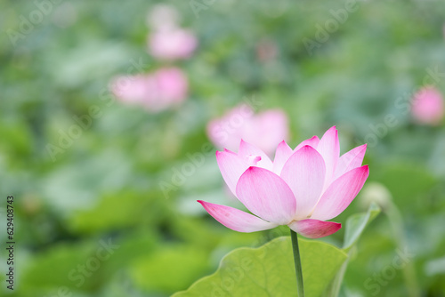 I found a bright pink lotus flower in full bloom in a pond. Nelumbo nucifera