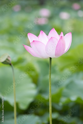 I found a bright pink lotus flower in full bloom in a pond. Nelumbo nucifera