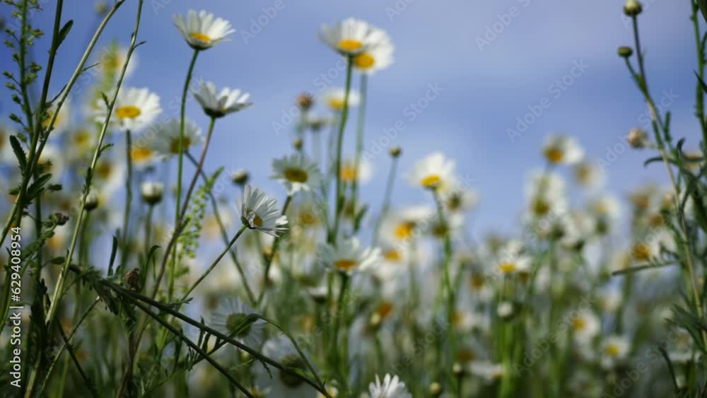 Daisy Chamomile flowers field background. Beautiful nature scene with blooming chamomilles in sun flare. Sunny day. Summer flowers. Daisy Chamomile flowers field background. Beautiful nature scene with blooming chamomilles in sun flare. Sunny day. Summer flowers.