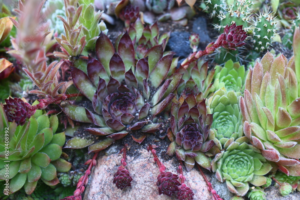 rojnik ogrodowy Sempervivum