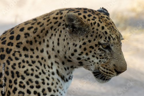 Freigestellter Kopf eines Leoparden im Moremi Nationalpark