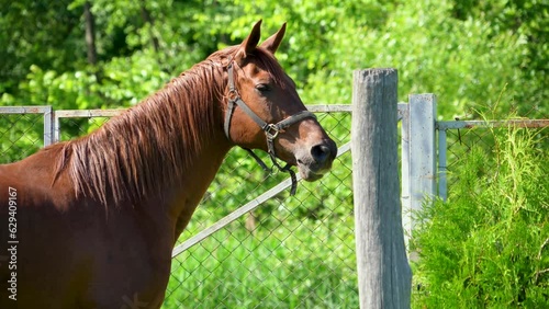 Keeping horses in individual farms. A beautiful well-groomed brown horse, in a village near the houses, wants to be released into the pasture. The horse waves its mane and tail, driving away annoying