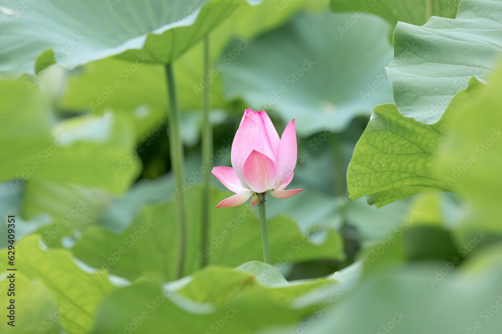 A pale pink lotus flower bud found in a pond. Nelumbo nucifera
