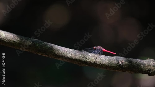 Crimson Marsh Glider resting on a small branch, Thrithemis aurora, Thailand photo