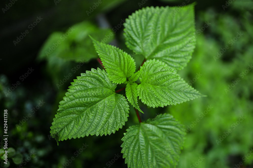Green plant leaves background, top view.Nature spring concept,green leaf topical plants some with flowers for background use. Close-up of green plant leaf Green plant leaves background, top view.Nature spring concept,green leaf topical plants some with flowers for background use. Close-up of green plant leaf