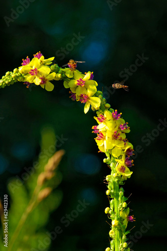 bees collect honey over a summer meadow. Flying honey bee collecting pollen at yellow flower. Bee flying over the yellow flower in blur background