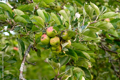 Apple tree with green and red apples in garden