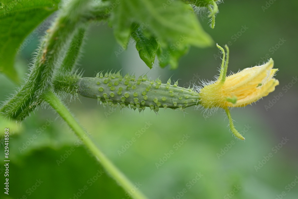 young green cucumber close-up on a branch in the garden, cucumber flower close-up, green gherkin on a branch in the vegetable garden close-up, green vegetable garden sustainable development young green cucumber close-up on a branch in the garden, cucumber flower close-up, green gherkin on a branch in the vegetable garden close-up, green vegetable garden sustainable development