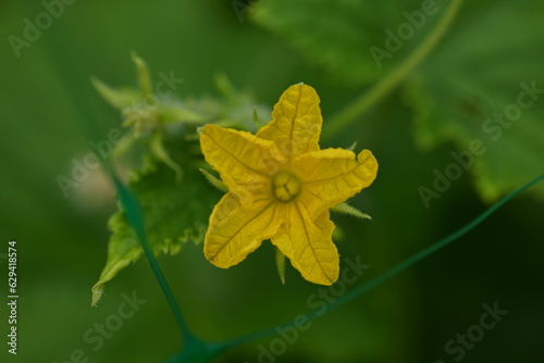 cucumber flower close-up, green gherkin on a branch in the vegetable garden close-up, green vegetable garden sustainable development, young green cucumber close-up on a branch in the garden, 