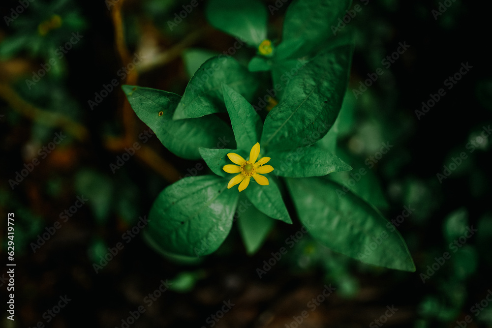 Fototapeta premium Close-up of green plant leaf with yellow flower 