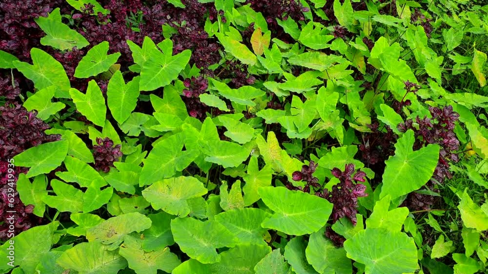 Elephant ear leaves landscape field with purple plants tropical forest field Elephant ear leaves landscape field with purple plants tropical forest field