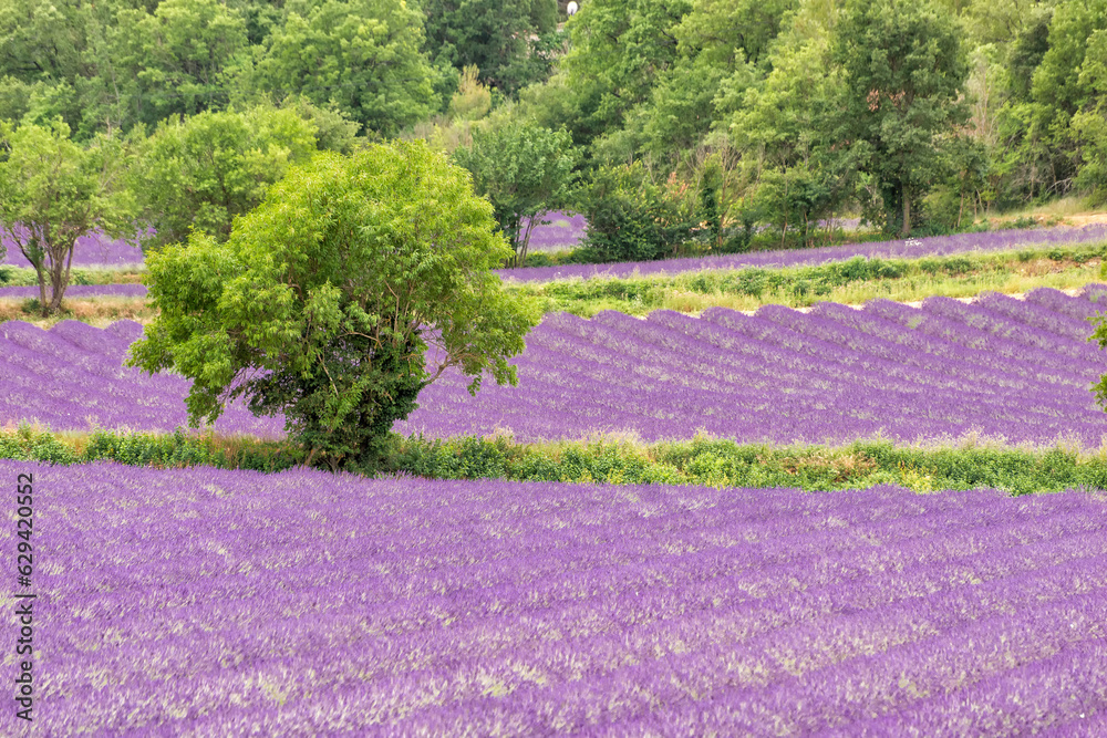 field with lavender in southern France