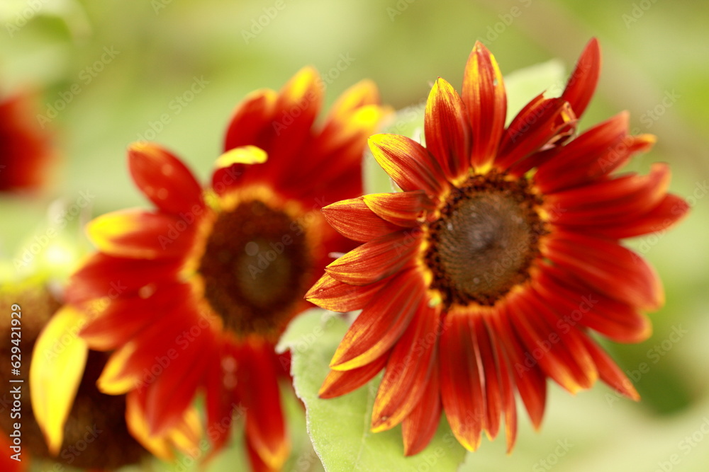 Sunflowers can be seen in the summer Sunflowers can be seen in the summer