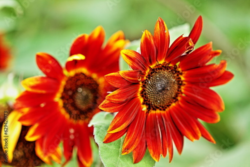 Sunflowers can be seen in the summer