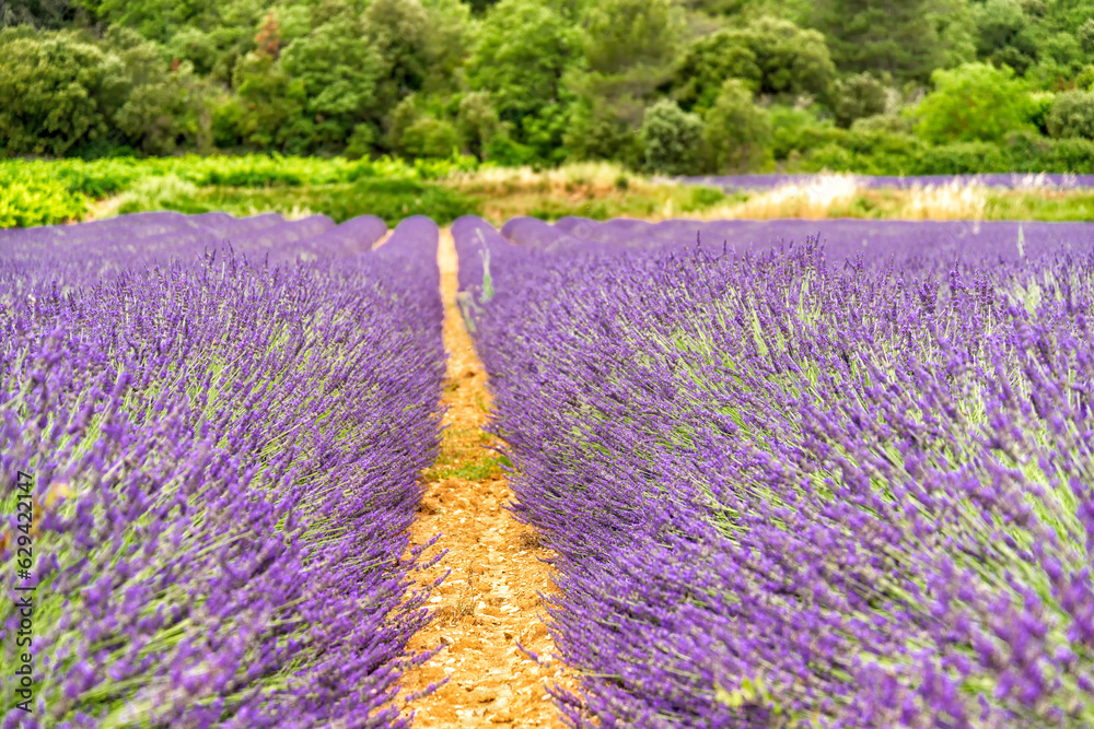 Fototapeta premium field with lavender in southern France