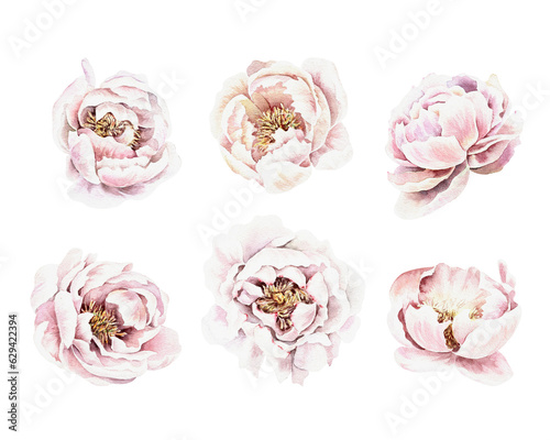 Watercolor set of pink peonies. Hand drawn illustration isolated on white background. Wedding, birthday, greeting card design.