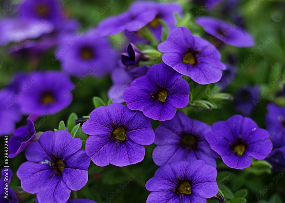 flowers in the garden