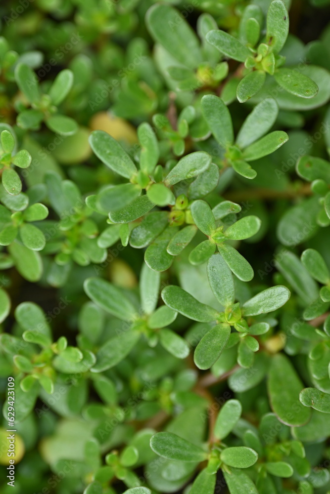 top photo of portulaca leaves as background, green portulaca leaves as background top photo of portulaca leaves as background, green portulaca leaves as background