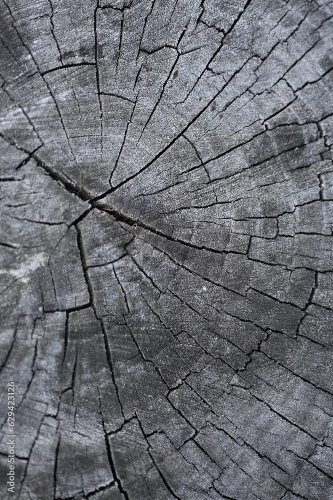 Fototapeta premium gray wood background, cracked timber texture, gray textured wooden material, brown wooden substance, Old wood texture, gray wood texture