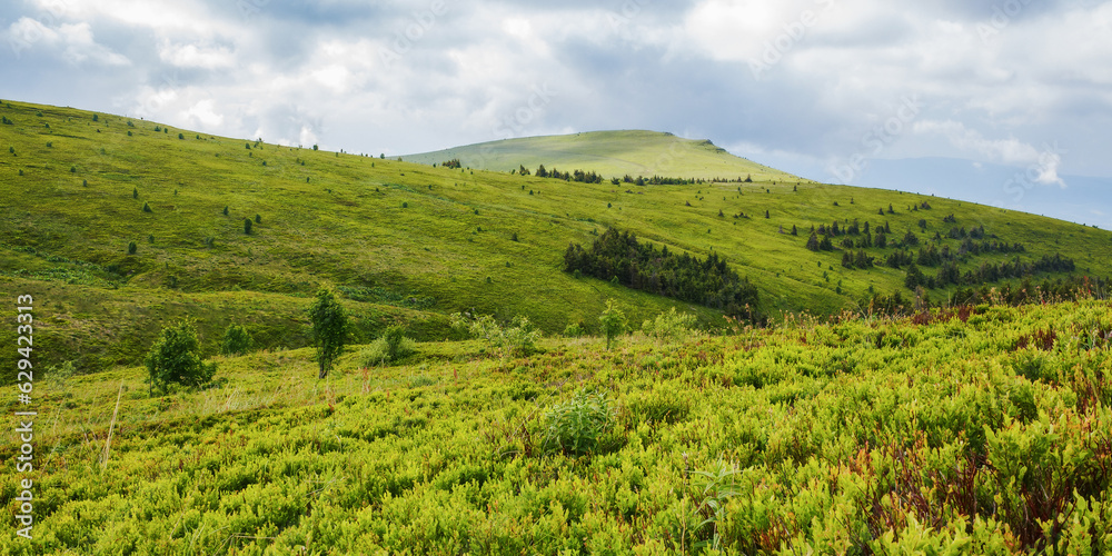 mountain landscape with grassy meadow. nature scenery in summer