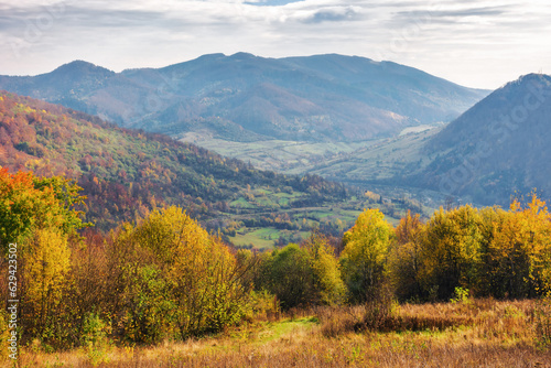 trees in colorful foliage on the grassy hill. beautiful autumn landscape in mountains on a sunny day. carpathian countryside in fall season