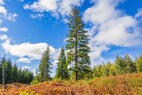 Spruce tree on a moor with ferns in autumn