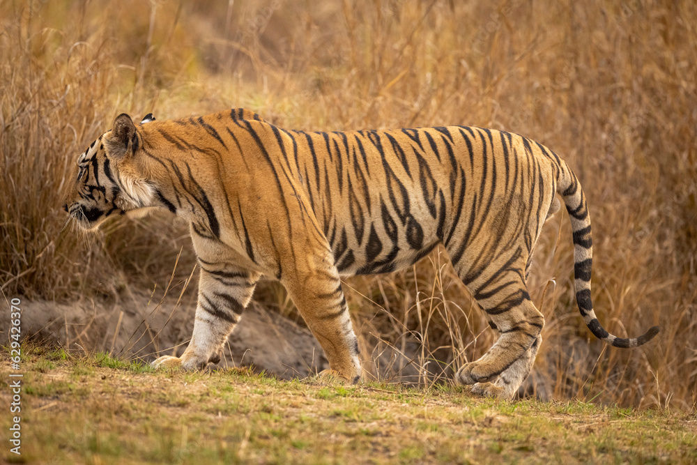 Naklejka premium wild large and huge indian male bengal tiger or panthera tigris side profile or closeup view to identify match stripes pattern of individual tiger at national park forest reserve of central india asia