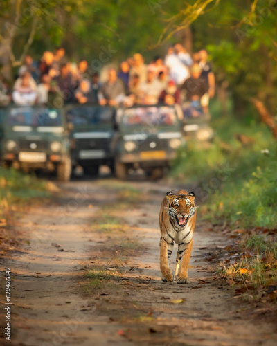 Photography wild female mother tiger panthera tigris face expression calling her missing cub