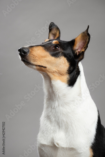 young tricolor smooth collie dog sitting head portrait in the studio on a grey background