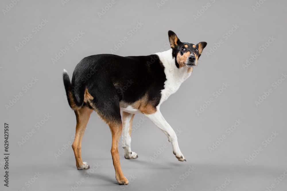 young tricolor smooth collie dog spinning trick portrait in the studio on a grey background - obrazy, fototapety, plakaty 