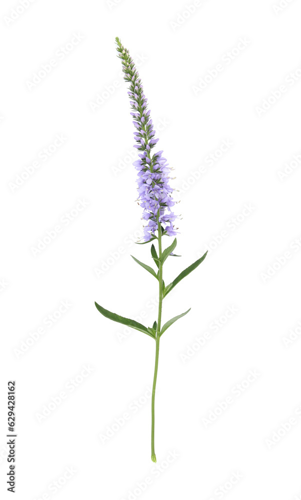 Naklejka premium Beautiful blue veronica flower