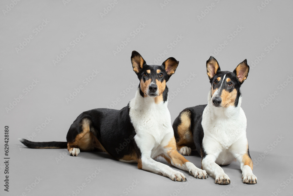two young tricolor smooth collie dogs lying down group portrait in the studio on a grey background