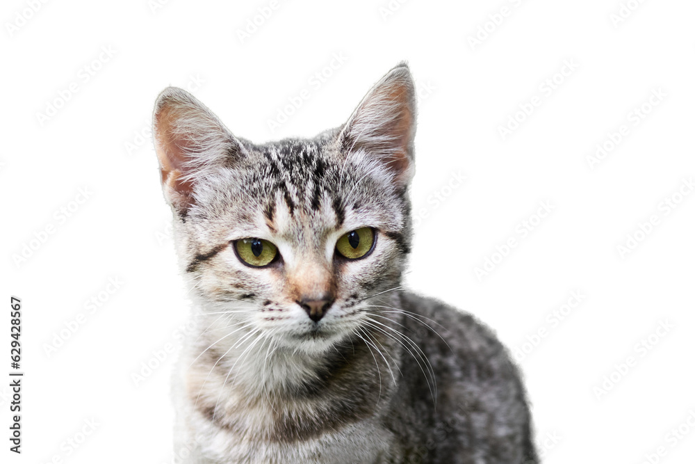 Portrait of a cute cat isolated on a transparent background.