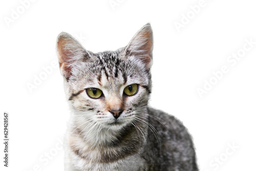 Portrait of a cute cat isolated on a transparent background.