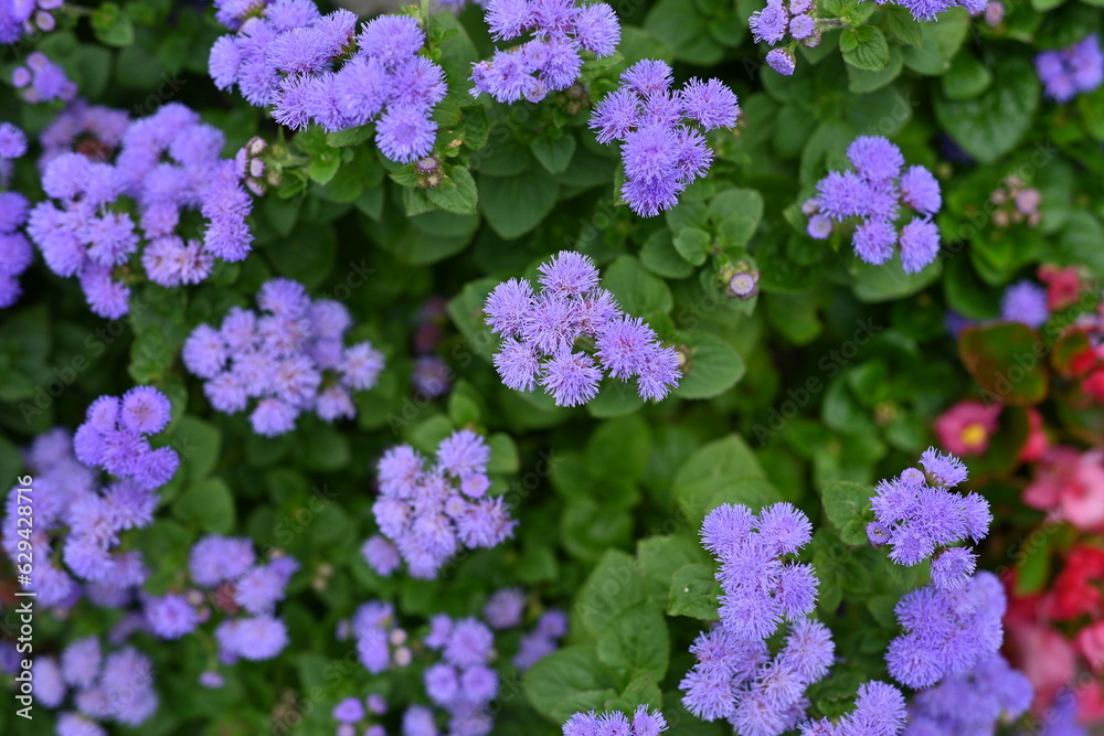 texture of violet colours as background, sustainability concept texture of violet colours as background, sustainability concept