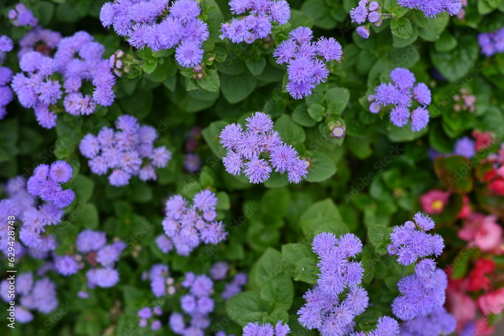texture of violet colours as background, sustainability concept texture of violet colours as background, sustainability concept