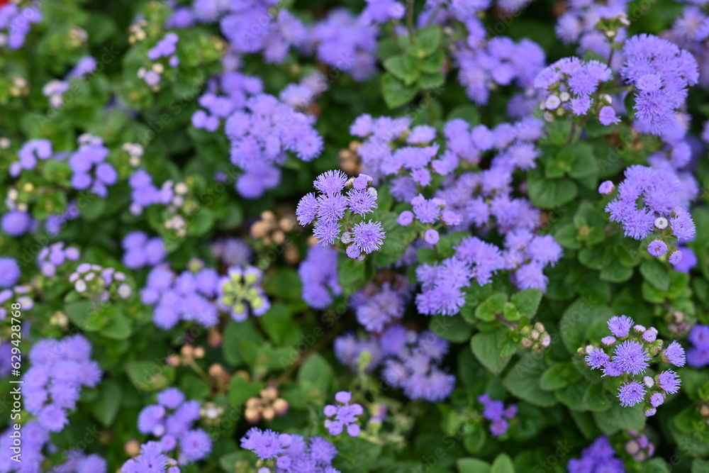 texture of violet colours as background, sustainability concept texture of violet colours as background, sustainability concept