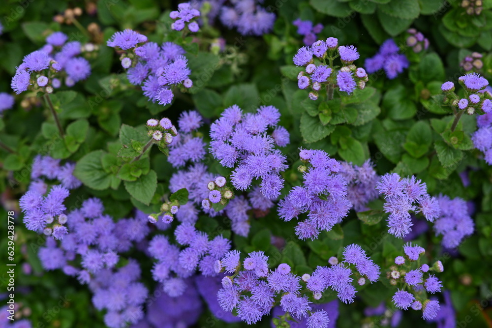 texture of violet colours as background, sustainability concept texture of violet colours as background, sustainability concept