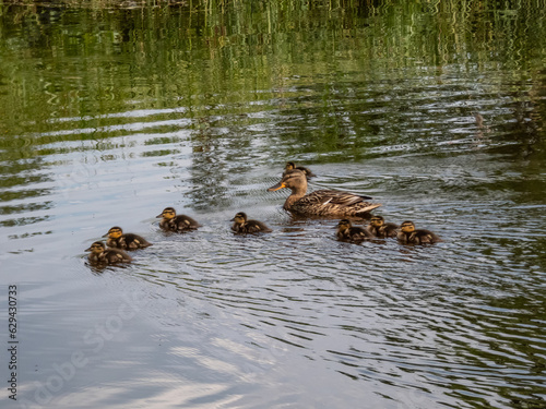 Small ducklings of mallard or wild duck (Anas platyrhynchos) swimming in water next to mother duck