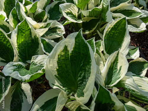 Plantain lily (hosta) 'Patriot' with large, ovate-shaped, satiny, dark green leaves adorned with irregular ivory margins