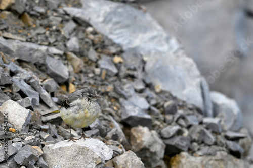 junge Gebirgsstelze in einem Steinbruch    young Grey wagtail in a quarry  Motacilla cinerea 