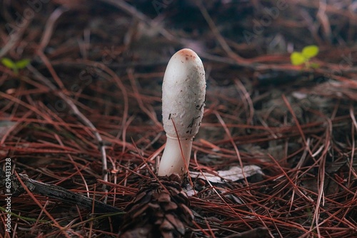 Photo of various mushrooms found in the forest