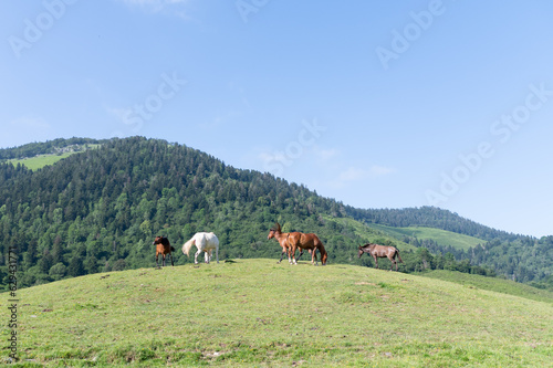 pasturage in the mountain