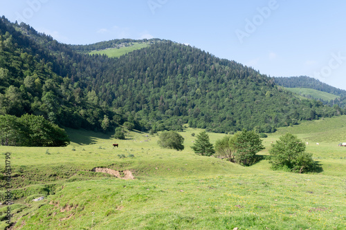 pasturage in the mountain