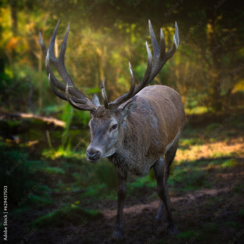 Red Deer