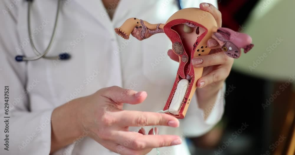 Gynecologist showing how to insert hygienic tampon into vagina on artificial model of uterus and ovaries closeup 4k movie slow motion. Women hygiene concept